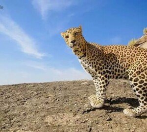 Leopard Safari Resort in Bera