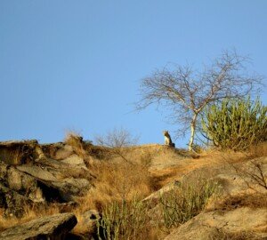 Leopard Safari in Bera, Jawai