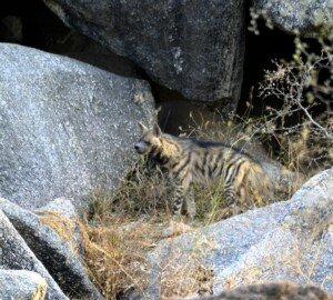 Leopard Safari in Bera, Jawai